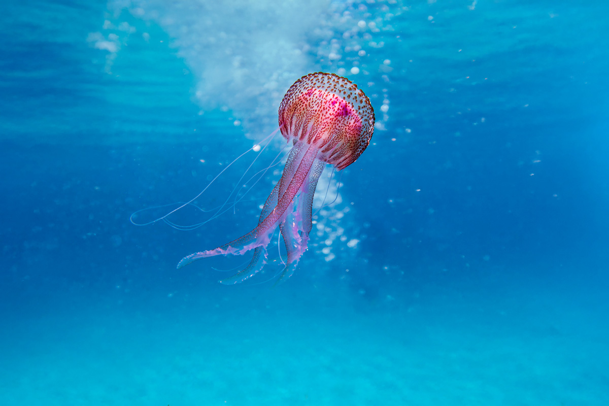 Qualle im Meer - steht für die HAIR HELP the Ocean Initiative